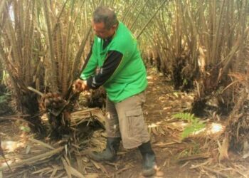 Mendag Ajak Ribuan Petani Salak Pondoh Ekspor Hasil Panen ke Kamboja