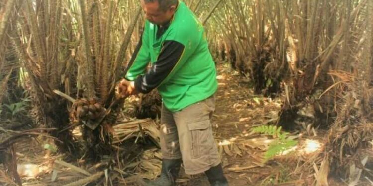 Mendag Ajak Ribuan Petani Salak Pondoh Ekspor Hasil Panen ke Kamboja