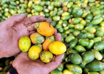 Zulfadli : Harga Pinang Meroket