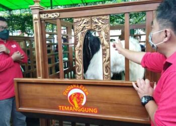 ‘Mr Bejo’ Kambing Etawa Seharga 1 Miliar Ikut Kompetisi Tingkat Nasional