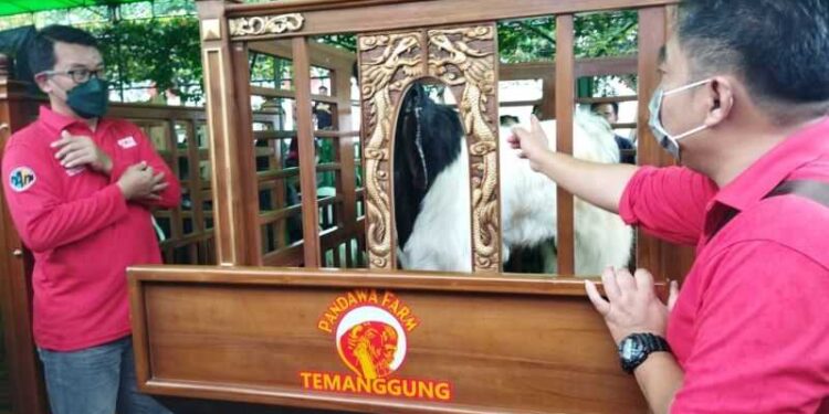 ‘Mr Bejo’ Kambing Etawa Seharga 1 Miliar Ikut Kompetisi Tingkat Nasional
