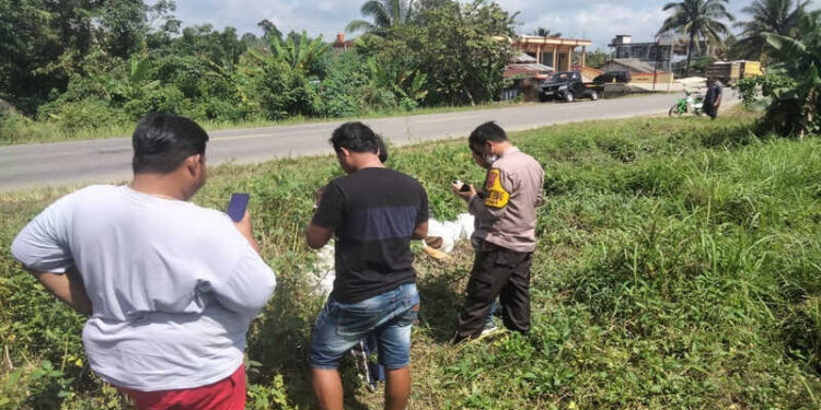 Polres Merangin Amankan Ganja Seberat 80 Kg Tak Bertuan di Pinggir Jalan