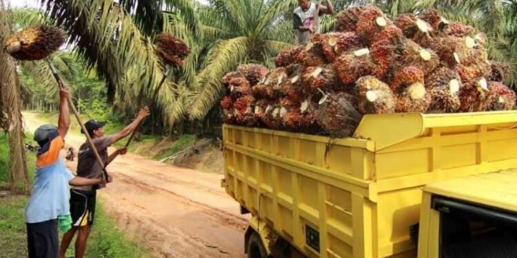 Melonjaknya Permintaan Pasar, Harga Kelapa Sawit Makin Meroket