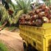 Melonjaknya Permintaan Pasar, Harga Kelapa Sawit Makin Meroket
