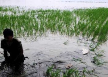 Hadapi La Nina, Kementan Siapkan Strategi Teknologi Pertanian