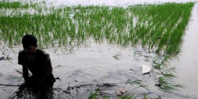 Hadapi La Nina, Kementan Siapkan Strategi Teknologi Pertanian