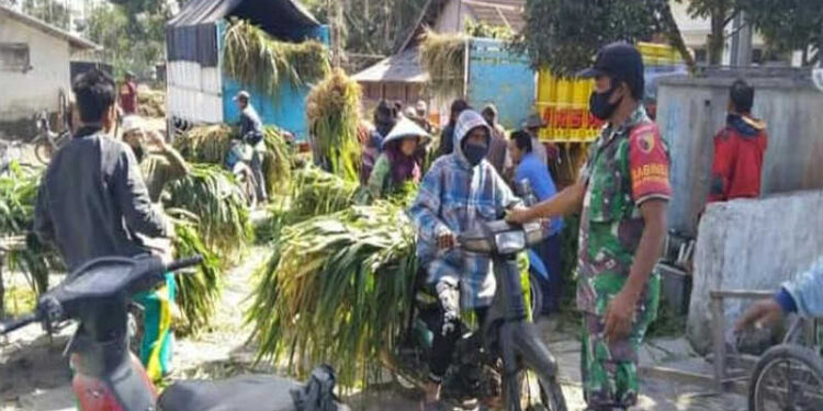 Tingkatkan Ekonomi Pengungsi Semeru, Blue Helmet Buat Program Terobosan Bantu Makanan Ternak Warga