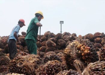 crude palm oil (CPO)