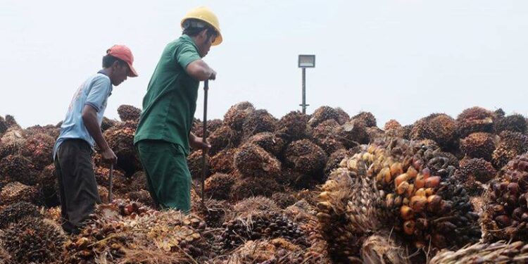 crude palm oil (CPO)