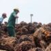 crude palm oil (CPO)