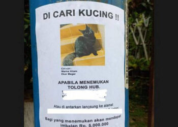 Temukan Kucing, Ibu di Depok Dihadiahi Rp 5 Juta oleh YouTuber