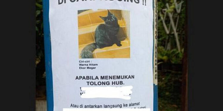 Temukan Kucing, Ibu di Depok Dihadiahi Rp 5 Juta oleh YouTuber