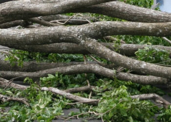 Hujan dan Angin Kencang Sebabkan Sejumlah Pohon Tumbang di Jakarta