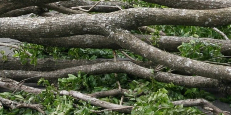 Hujan dan Angin Kencang Sebabkan Sejumlah Pohon Tumbang di Jakarta