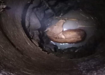 Damkar Bogor Berhasil Selamatkan Sapi Masuk Sumur Sedalam 7 Meter di Jonggol