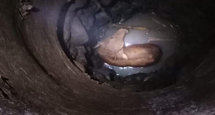 Damkar Bogor Berhasil Selamatkan Sapi Masuk Sumur Sedalam 7 Meter di Jonggol