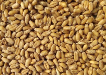 Harga Pangan Global Pecahkan Rekor Tertinggi