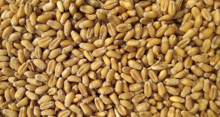 Harga Pangan Global Pecahkan Rekor Tertinggi