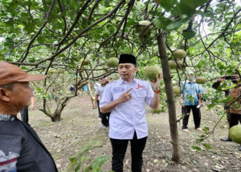 Ibas Serap Aspirasi Petani Jeruk Pamelo soal Kelangkaan Pupuk Subsidi