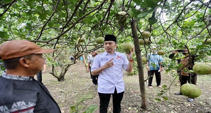 Ibas Serap Aspirasi Petani Jeruk Pamelo soal Kelangkaan Pupuk Subsidi