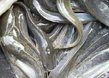 Pedagang Pecel Lele Gugat UU Perdagangan ke MK Gara-gara Minyak Goreng Langka