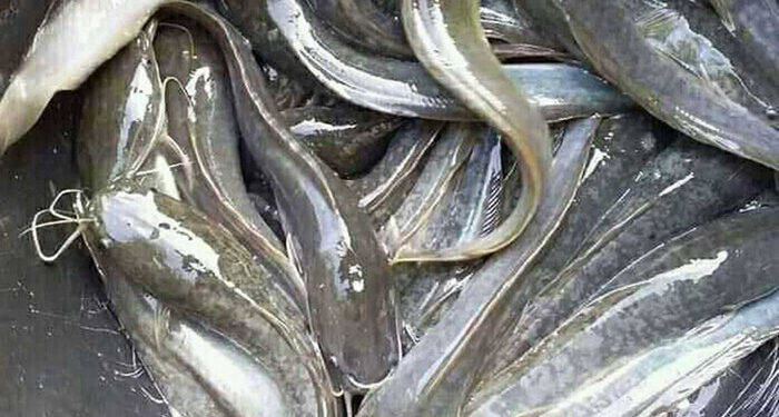 Pedagang Pecel Lele Gugat UU Perdagangan ke MK Gara-gara Minyak Goreng Langka