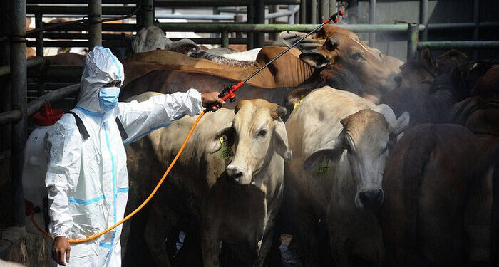 Jelang Idul Adha 1443 H, Epidemiolog Desak Penanganan PMK Diakselerasi