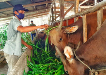 Kementan Dinilai Tak Serius dan Remehkan Wabah PMK