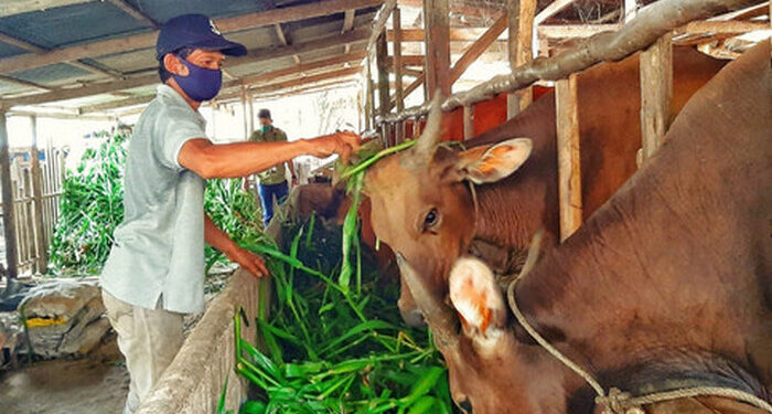 Kementan Dinilai Tak Serius dan Remehkan Wabah PMK