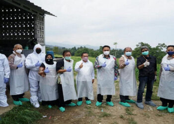 Kemendagri Dorong Percepatan Penanganan PMK di Daerah