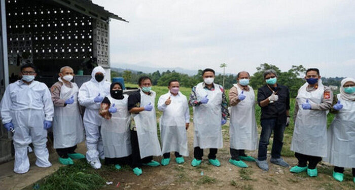 Kemendagri Dorong Percepatan Penanganan PMK di Daerah