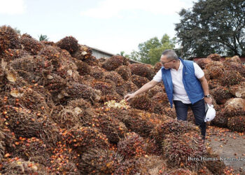 Mendag Targetkan Harga TBS Sawit Naik Jadi Rp 2.400