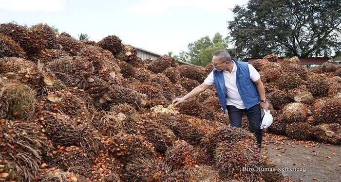 Mendag Targetkan Harga TBS Sawit Naik Jadi Rp 2.400
