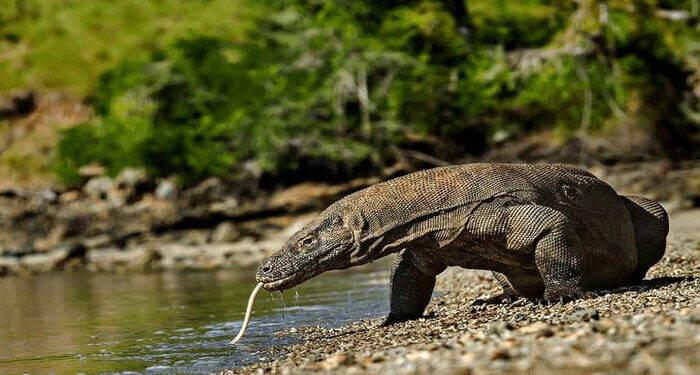 KLHK akan Berlakukan Tarif Baru Wisata Pulau Komodo Mulai 1 Januari 2023