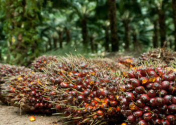 Pemerintah Perpanjang Pungutan Gratis Ekspor Sawit Hingga Akhir Oktober