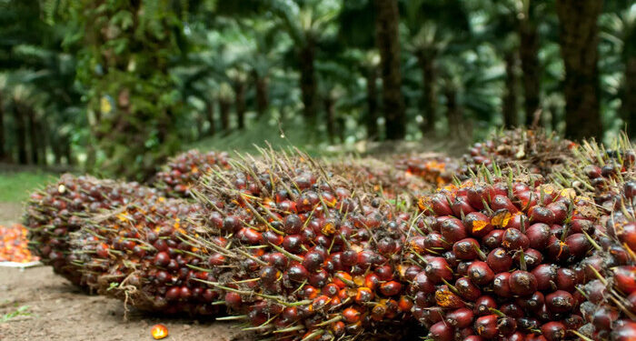 Pemerintah Perpanjang Pungutan Gratis Ekspor Sawit Hingga Akhir Oktober