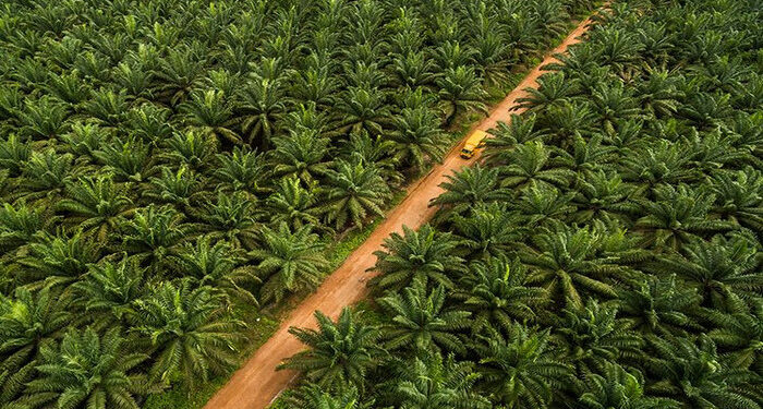 DPR Minta Kemenperin Miliki Data Valid Industri Kelapa Sawit Indonesia