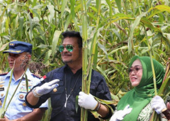 Jatim Masuk Lima Besar Penghasil Sorgum Nasional