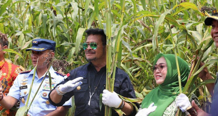 Jatim Masuk Lima Besar Penghasil Sorgum Nasional