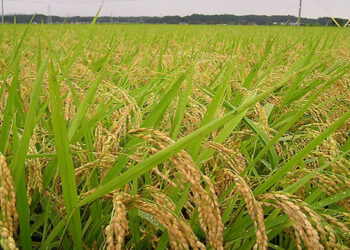 Antisipasi Krisis Pangan Global, Kementan Siapkan Tiga Strategi Khusus Pertahankan Keberlanjutan Produksi Pertanian