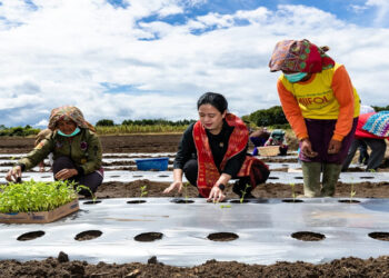 Ibu-Ibu Minta Susu ke Puan Saat Tanam Cabai di Humbang Hasundutan