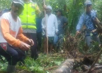 Ngeri! Seorang Wanita di Jambi Tewas Ditelan Hidup-hidup Ular Piton