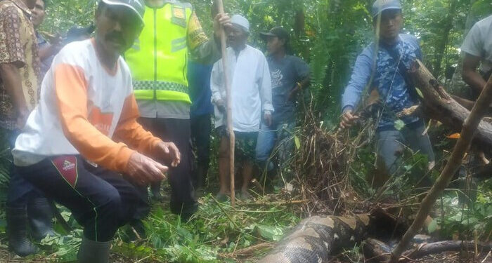 Ngeri! Seorang Wanita di Jambi Tewas Ditelan Hidup-hidup Ular Piton