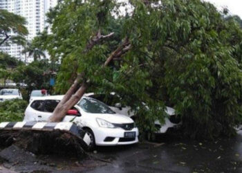 BPBD DKI Catat 6 Pohon Tumbang Saat Hujan Es dan Angin di Jakrta, 2 Rumah Tertimpa