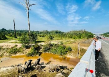 Presiden Tekankan Pembangunan Infrastruktur Perhatikan Satwa Liar