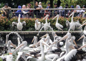 Kebun Binatang Ragunan Dikunjungi 8.509 Orang Saat Libur Imlek