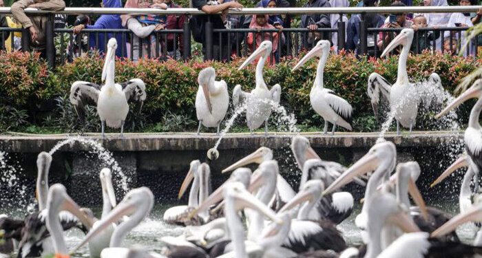 Kebun Binatang Ragunan Dikunjungi 8.509 Orang Saat Libur Imlek
