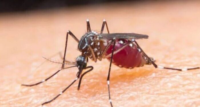 Dokter: Waspadai Tanda Bahaya Infeksi Dengue pada Anak