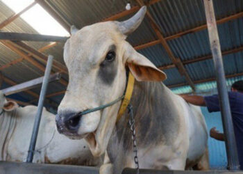 Pemkab Parigi Dorong Pemasangan Alat Pelacak kepada Hewan Ternak