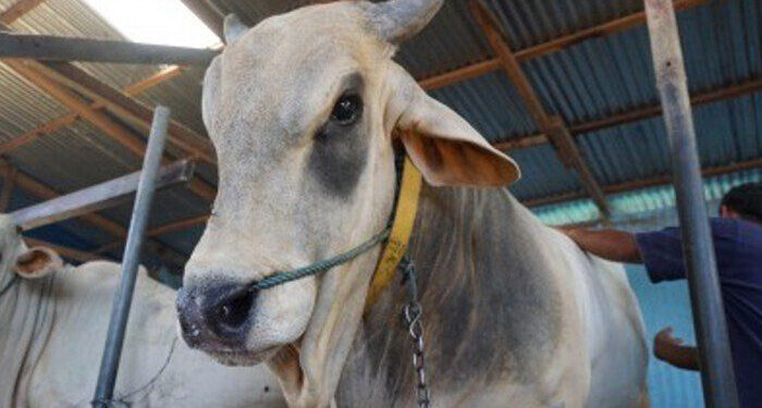 Pemkab Parigi Dorong Pemasangan Alat Pelacak kepada Hewan Ternak